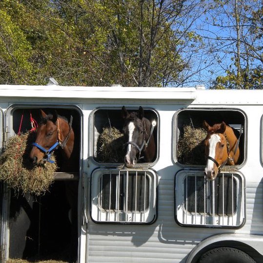 horse-trailer